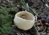 Zvonkovka číškovitá (Houby), Tarzetta cupularis (Fungi)